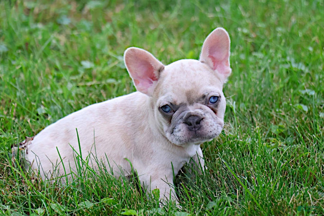 French Bulldog dogs for sale: Angie - Image 5