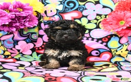 Yorkiepoo dogs for sale: Ziggy - Image 2