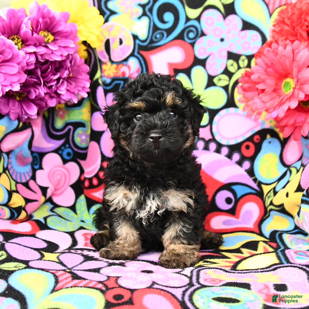 Yorkiepoo dogs for sale: Ziggy - Image 2