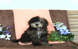 Miniature Poodle dogs for sale: Oakley - Image 13