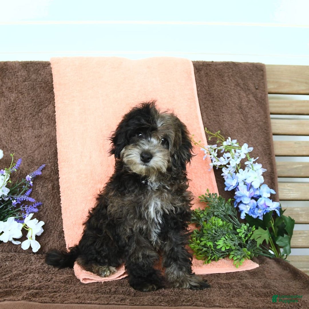 Miniature Poodle dogs for sale: Oakley - Image 13