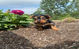 Yorkshire Terrier dogs for sale: Jag - Image 2