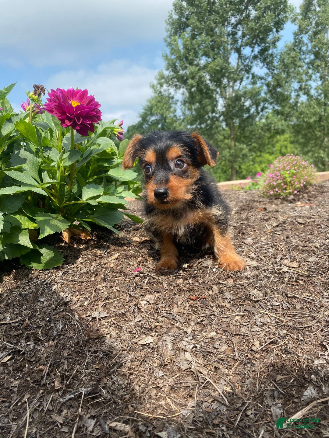 Yorkshire Terrier dogs for sale: Jag - Image 2