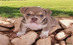 English Bulldog dogs for sale: Venus - Image 11
