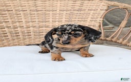 Miniature Dachshund dogs for sale: Buddy - Image 11