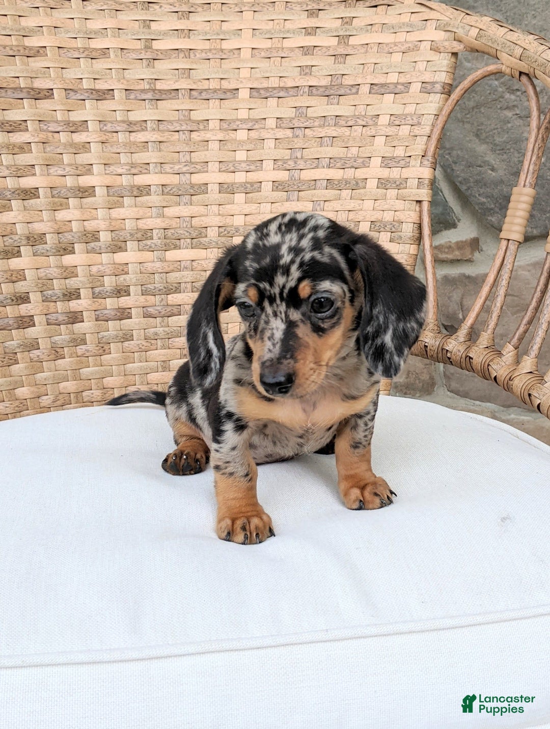 Miniature Dachshund dogs for sale: Buddy - Image 11