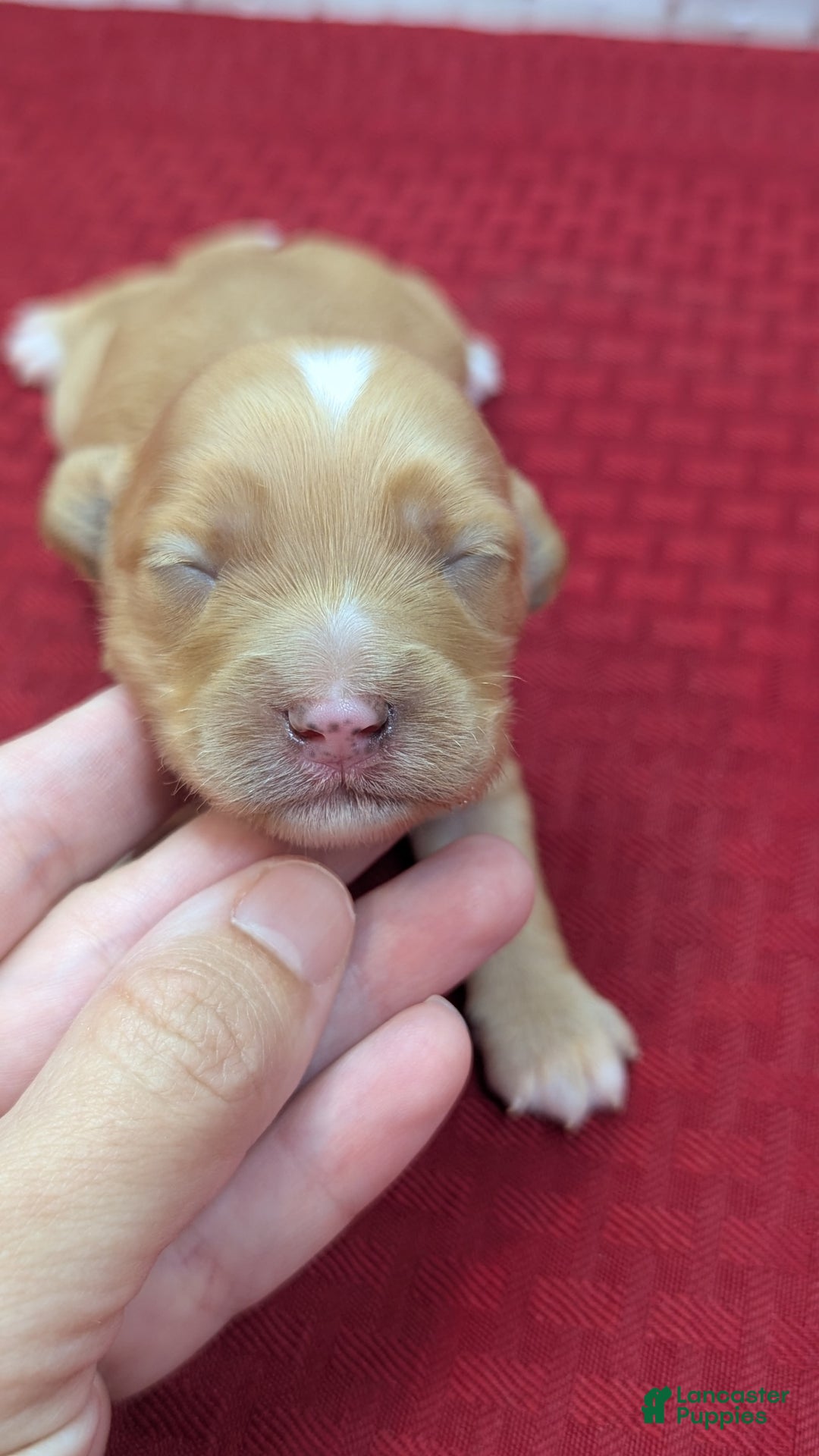 Cockapoo dogs for sale: Stoick - Image 11