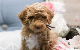 Standard Poodle dogs for sale: Cupcake - Image 2