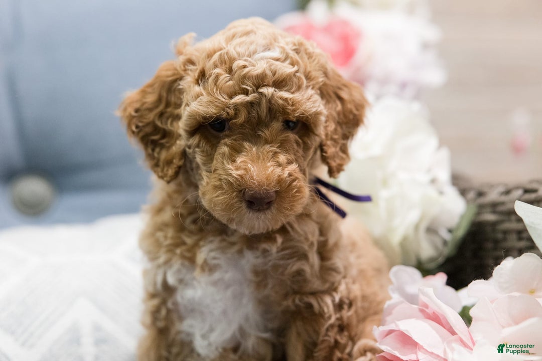 Standard Poodle dogs for sale: Cupcake - Image 2