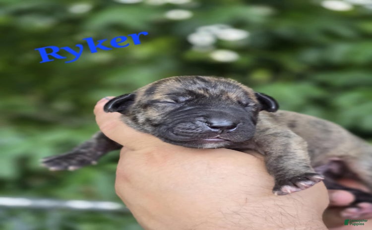 Great Dane dogs for sale - Ad 2