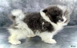 Pomeranian dogs for sale: Ash - Image 6