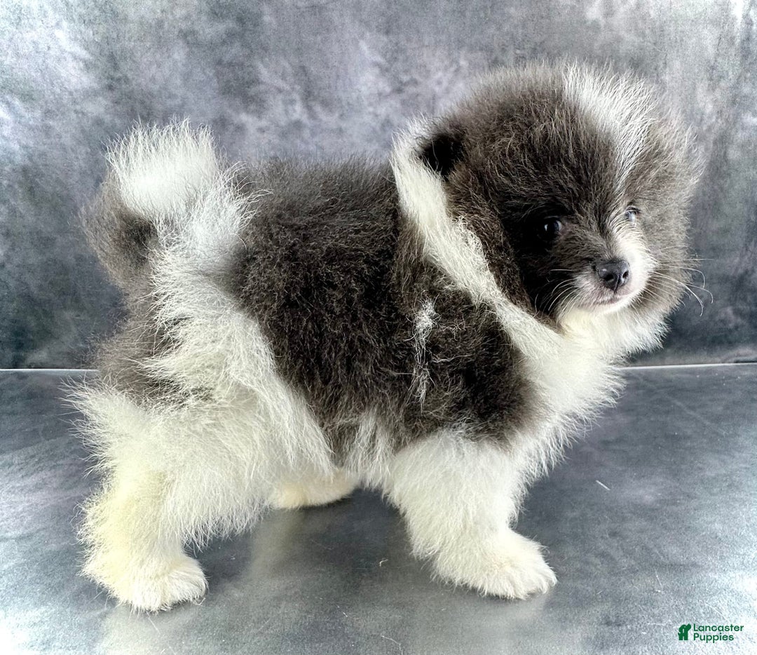 Pomeranian dogs for sale: Ash - Image 6
