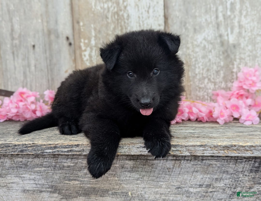 categoriesInfo:categoryAttributeOptions.pets.dogs.breed.belgianGroenendael dogs for sale: Ivy - Image 3