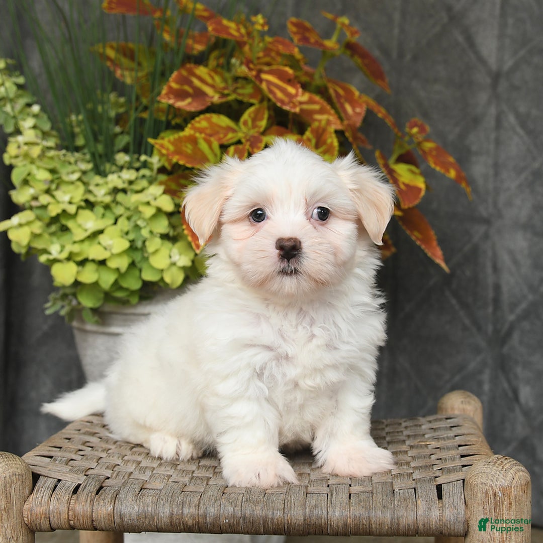 Malshi dogs for sale: Ryan - Image 5
