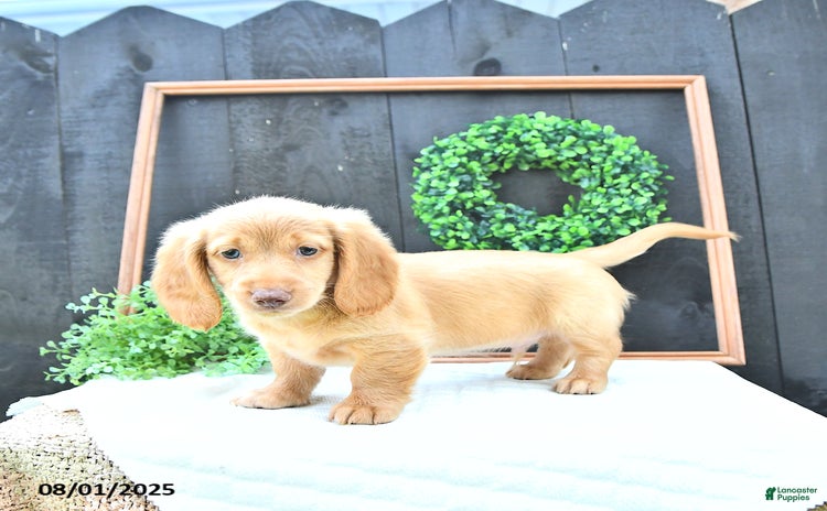 Dachshund dogs for sale - Ad 1