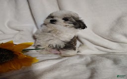 Maltipoo dogs for sale: Popeye - Image 7