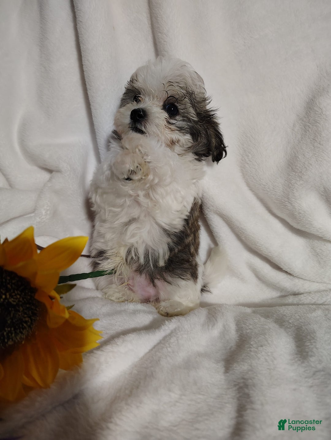 Maltipoo dogs for sale: Popeye - Image 7
