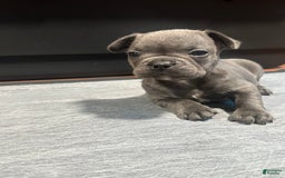 French Bulldog dogs for sale: Stitch - Image 6