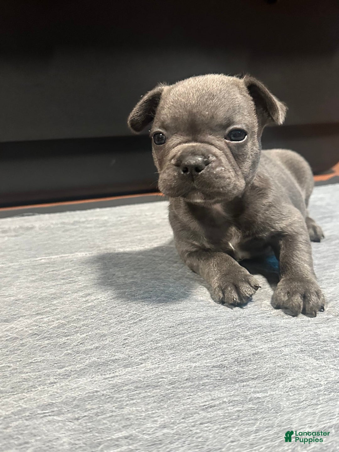 French Bulldog dogs for sale: Stitch - Image 6