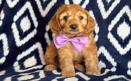 Cockapoo dogs for sale: Bubba - Image 5