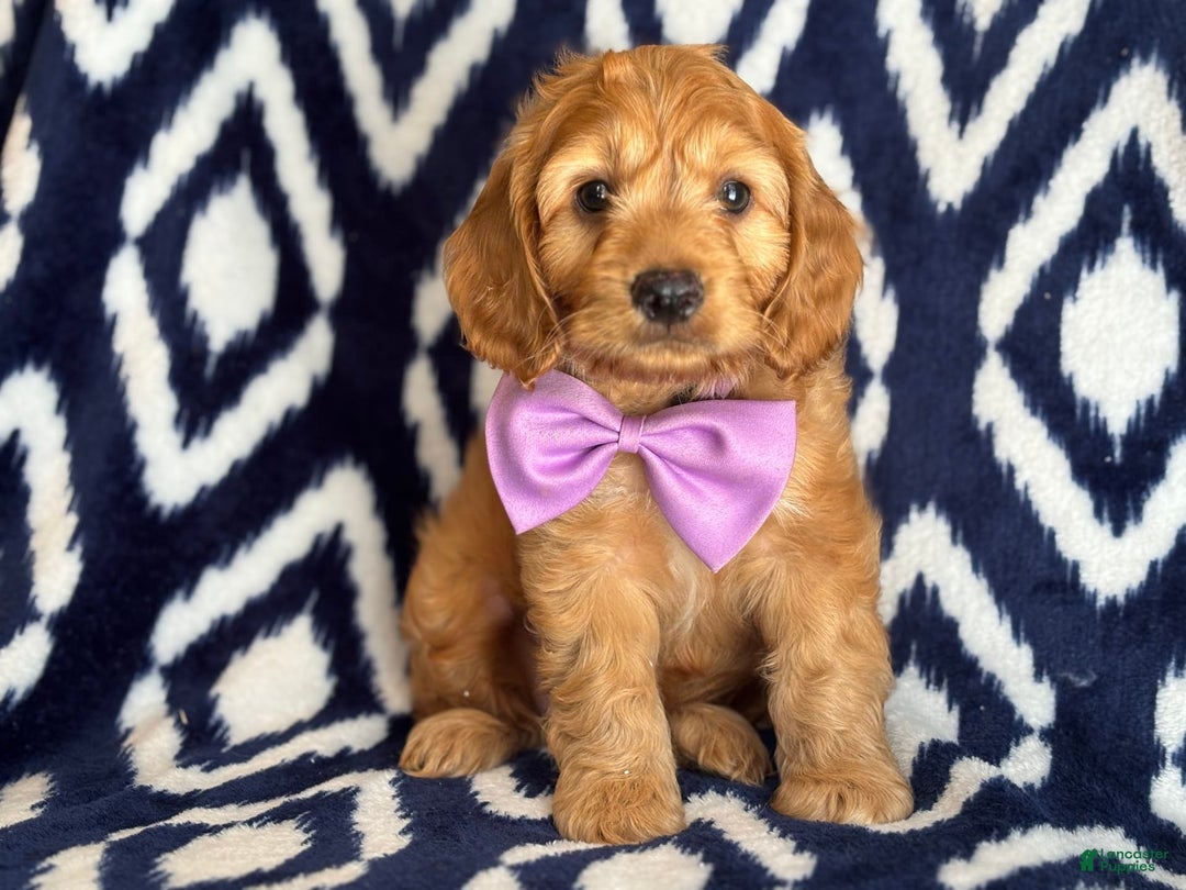 Cockapoo dogs for sale: Bubba - Image 5
