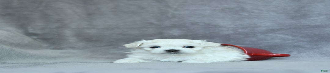 Kobey