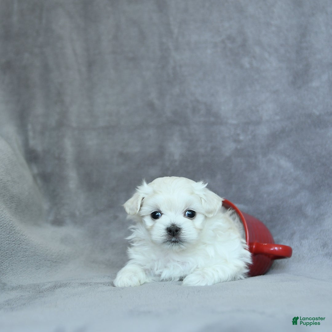 Maltese dogs for sale: Kobey - Image 1