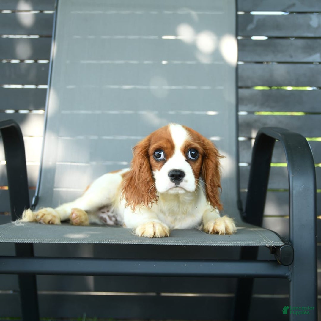 Cavalier King Charles Spaniel dogs for sale: Freddie - Image 4