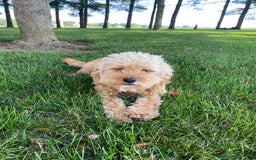 Cavapoo dogs for sale: Maverick - Image 16