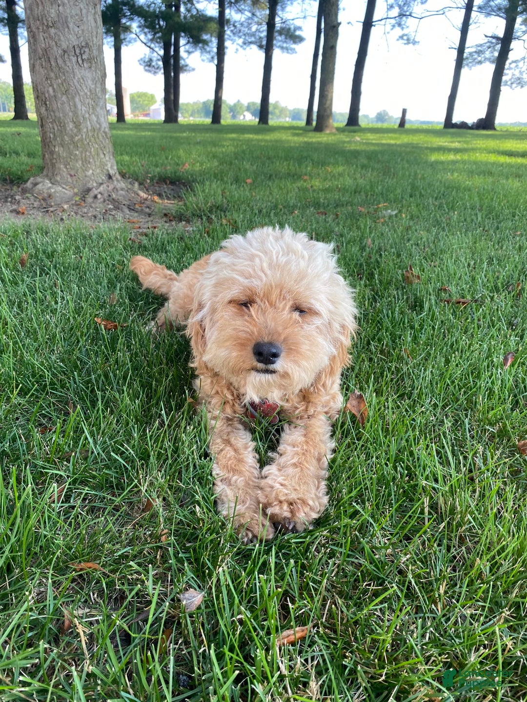 Cavapoo dogs for sale: Maverick - Image 16