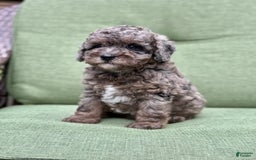 Miniature Poodle dogs for sale: Raya - Image 2