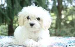 Miniature Poodle dogs for sale: Keisha - Image 6