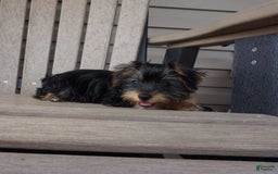 Yorkshire Terrier dogs for sale: Alyssa - Image 7