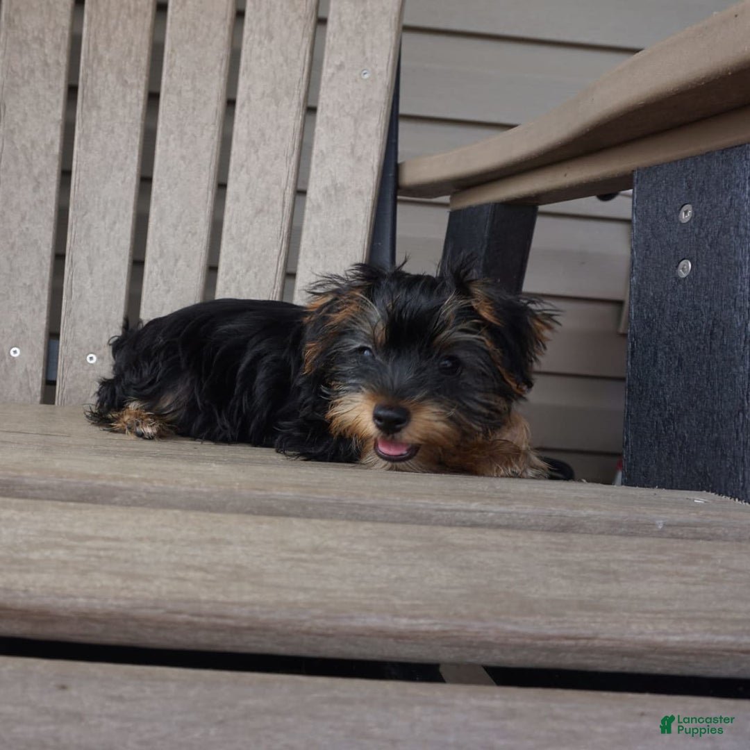 Yorkshire Terrier dogs for sale: Alyssa - Image 7