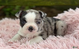 Frenchton dogs for sale: Jaida - Image 16