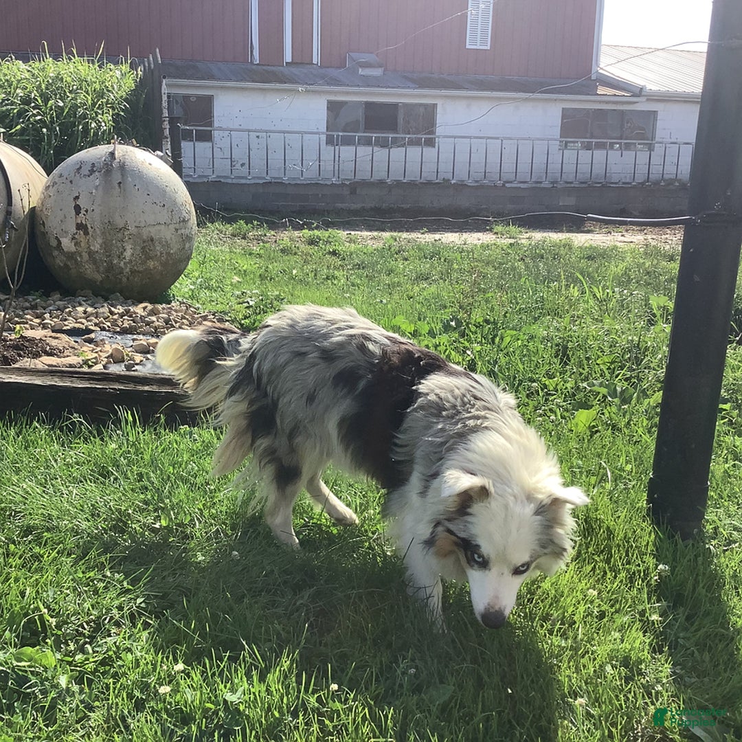 Australian Shepherd dogs for sale: Buster - Image 6