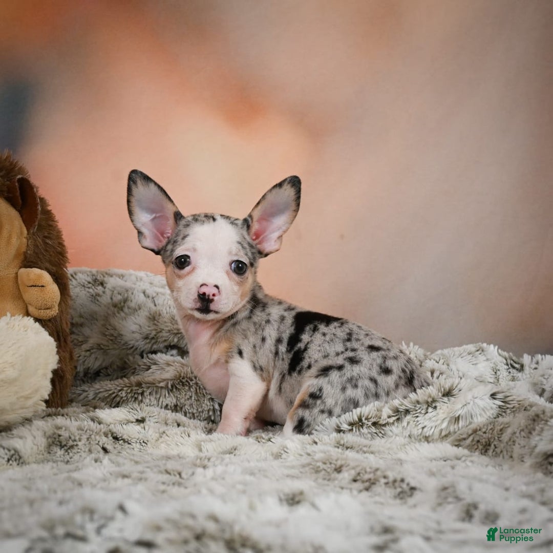 Chihuahua dogs for sale: Romeo - Image 9
