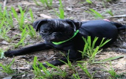 Pug dogs for sale: Oscar - Image 3