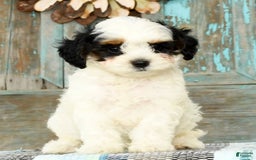 Cavapoo dogs for sale: Puncho - Image 1