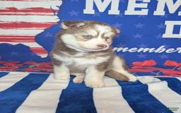 Pomsky dogs for sale: Hank - Image 2