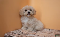 Maltipoo dogs for sale: Agustin - Image 11