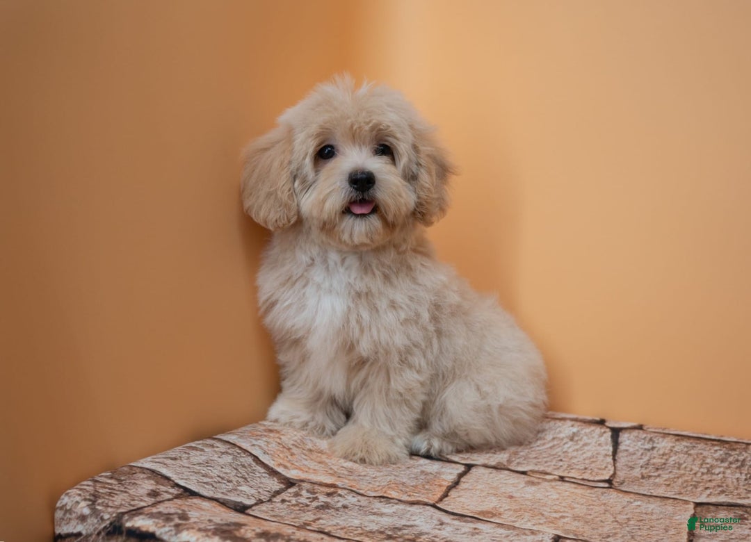Maltipoo dogs for sale: Agustin - Image 11