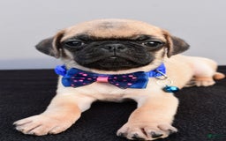 Pug dogs for sale: Pug 2 puppies - Image 7