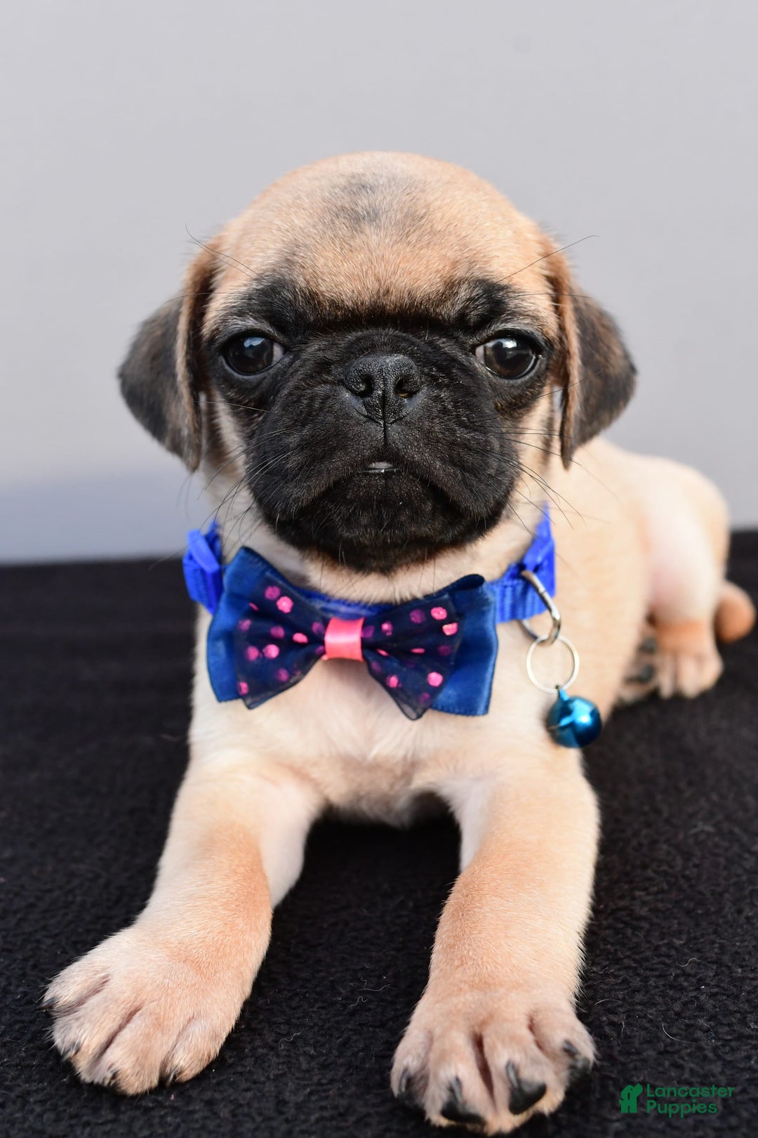 Pug dogs for sale: Pug 2 puppies - Image 7