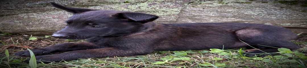 Onyx