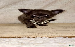 Chihuahua dogs for sale: Rare Blue Long Coat Boy - Image 1