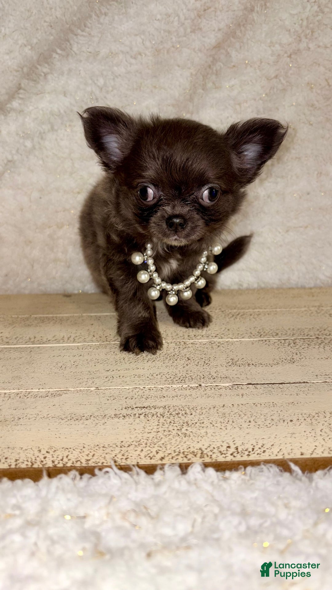 Chihuahua dogs for sale: Rare Blue Long Coat Boy - Image 1
