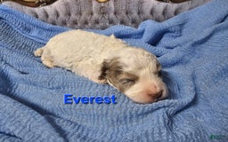 Mini Goldendoodle dogs for sale: Everest - Image 4