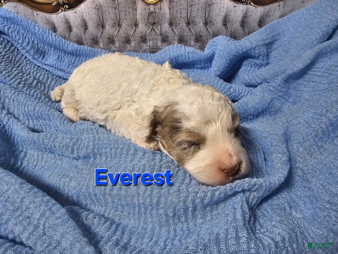 Mini Goldendoodle dogs for sale: Everest - Image 4