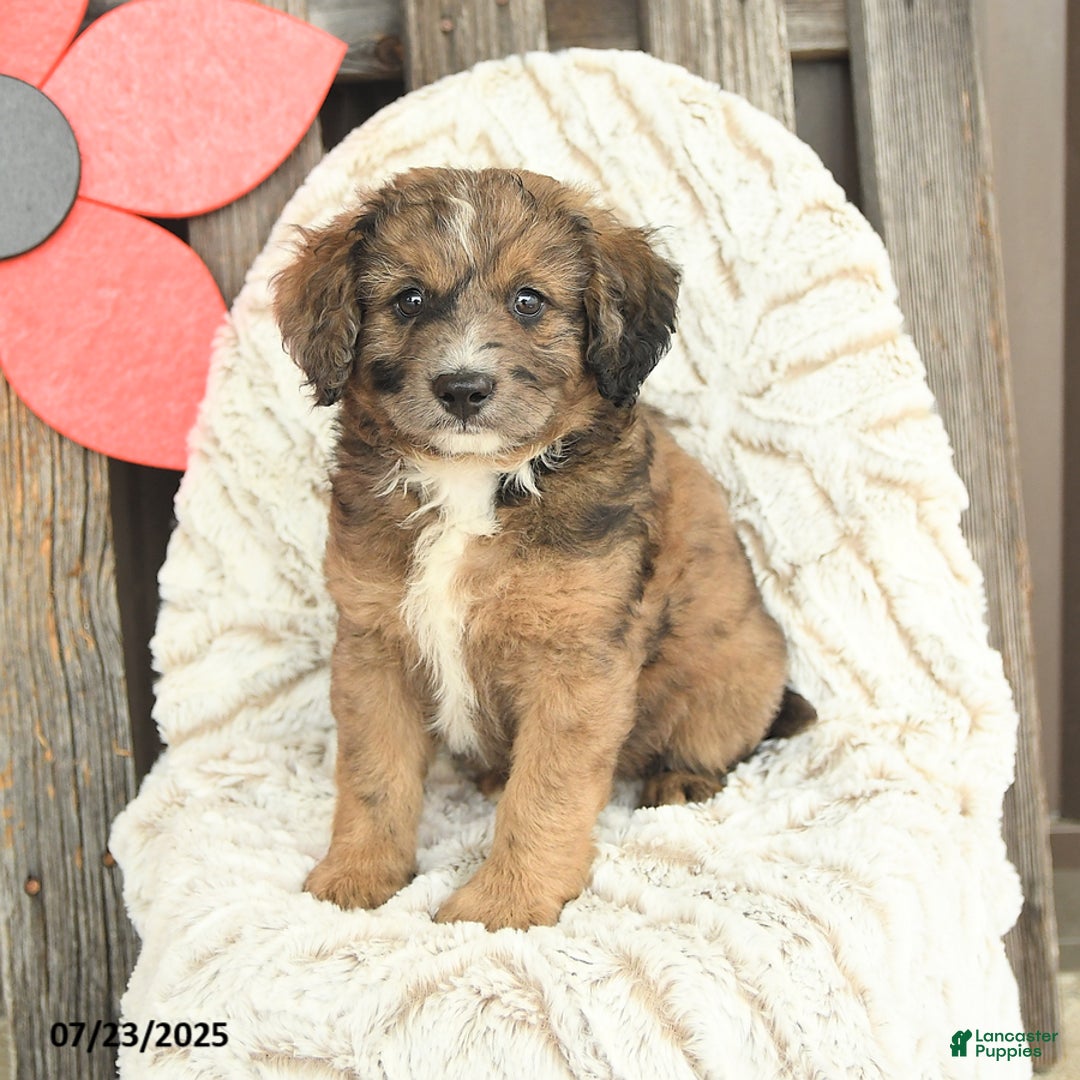 Mini Goldendoodle dogs for sale: Moose - Image 2